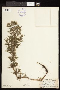 Pycnanthemum virginianum image