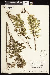 Pycnanthemum virginianum image