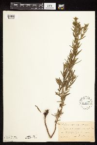 Pycnanthemum virginianum image