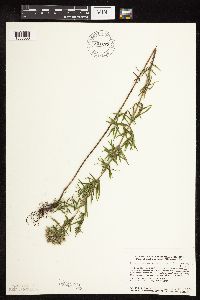 Pycnanthemum virginianum image