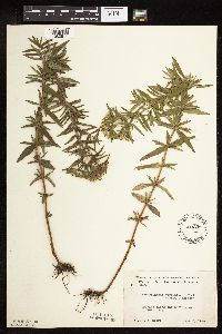 Pycnanthemum virginianum image