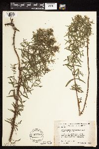 Pycnanthemum virginianum image