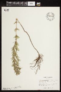 Pycnanthemum virginianum image