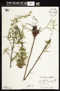 Pycnanthemum virginianum image