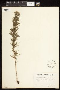 Pycnanthemum virginianum image