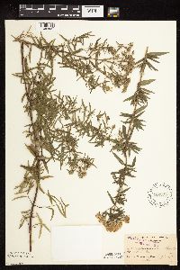 Pycnanthemum virginianum image