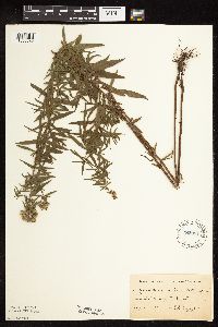 Pycnanthemum virginianum image