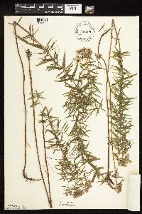 Pycnanthemum virginianum image