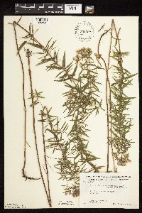 Pycnanthemum virginianum image