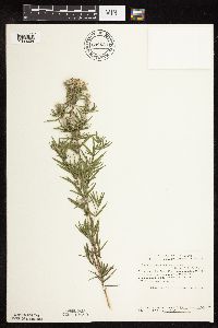 Pycnanthemum virginianum image