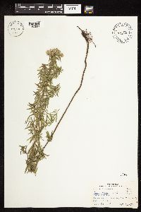 Pycnanthemum virginianum image