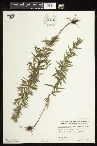 Pycnanthemum virginianum image