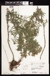 Pycnanthemum virginianum image