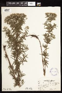 Pycnanthemum virginianum image