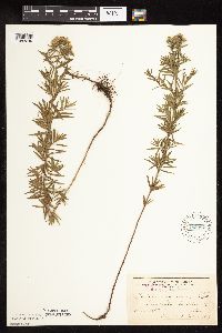 Pycnanthemum virginianum image