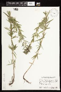 Pycnanthemum virginianum image