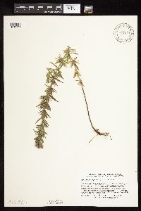 Pycnanthemum virginianum image