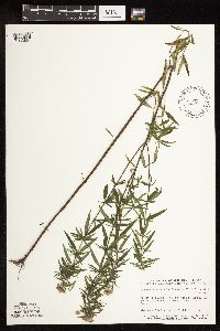 Pycnanthemum virginianum image