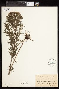 Pycnanthemum virginianum image