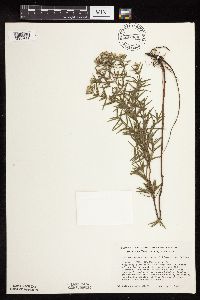 Pycnanthemum virginianum image
