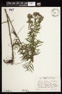 Pycnanthemum virginianum image