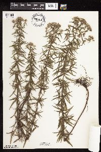 Pycnanthemum virginianum image