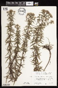 Pycnanthemum virginianum image