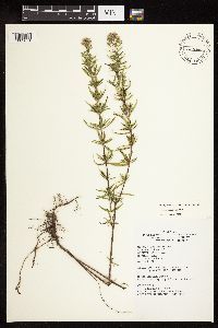 Pycnanthemum virginianum image