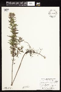 Pycnanthemum virginianum image