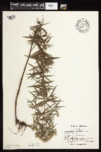 Pycnanthemum virginianum image