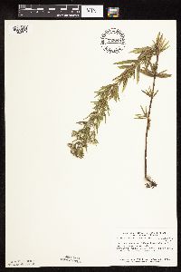 Pycnanthemum virginianum image