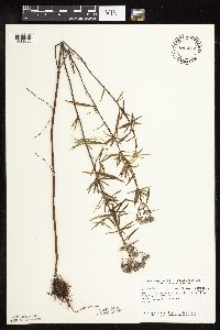 Pycnanthemum virginianum image