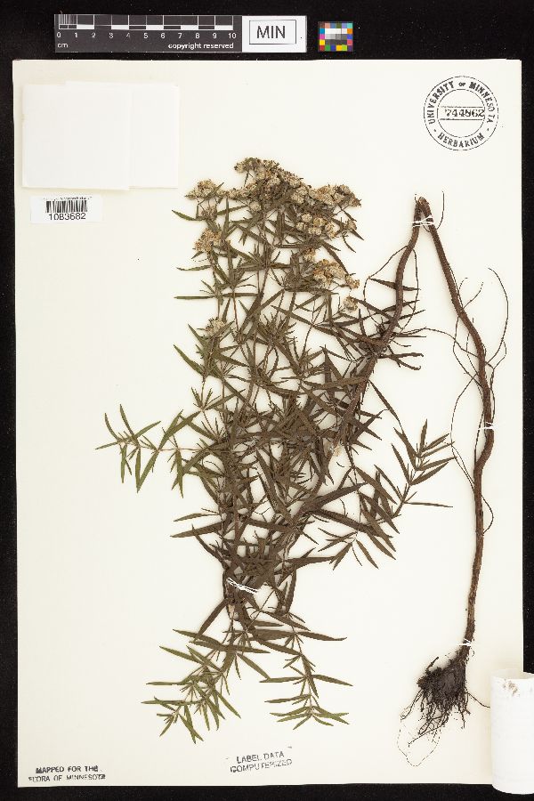 Pycnanthemum virginianum image