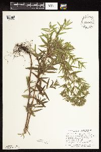 Pycnanthemum virginianum image