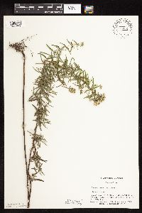 Pycnanthemum virginianum image