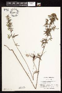 Pycnanthemum virginianum image