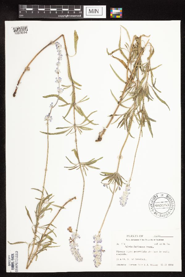 Salvia farinacea image