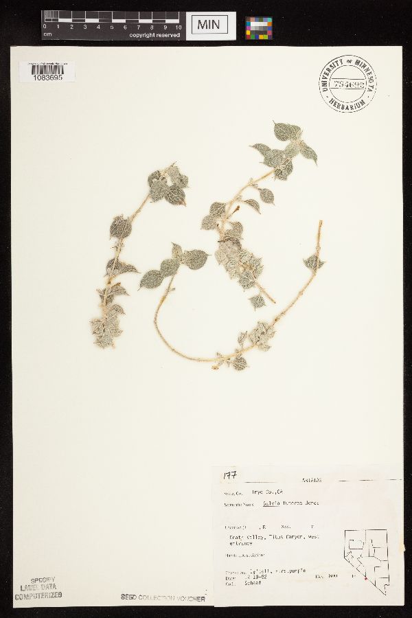 Salvia funerea image