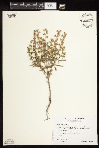 Salvia reflexa image