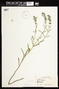Salvia reflexa image