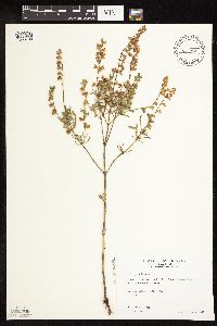 Salvia reflexa image