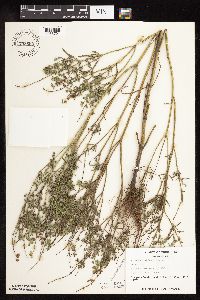 Salvia reflexa image