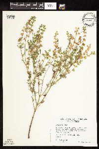 Salvia reflexa image