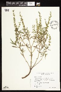 Salvia reflexa image