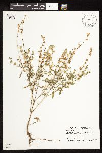 Salvia reflexa image