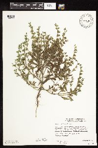 Salvia reflexa image