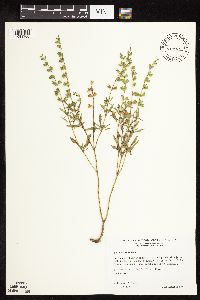 Salvia reflexa image