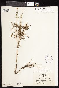 Salvia reflexa image