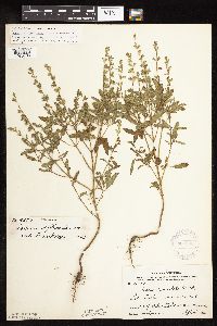 Salvia reflexa image