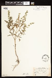 Salvia reflexa image